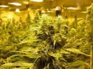 Murrieta, Riverside County, CA Marijuana Growers Insurance
