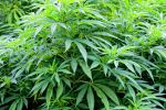  Murrieta, Riverside County, CA Recreational Marijuana Insurance